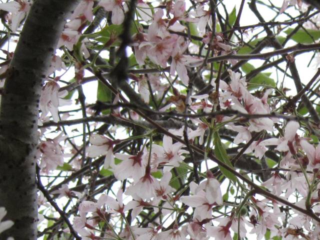 Poison Cherries